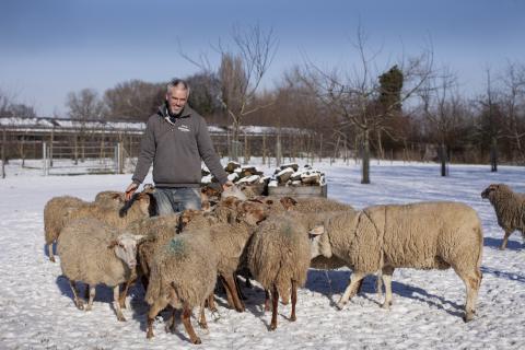 staveshof schapen
