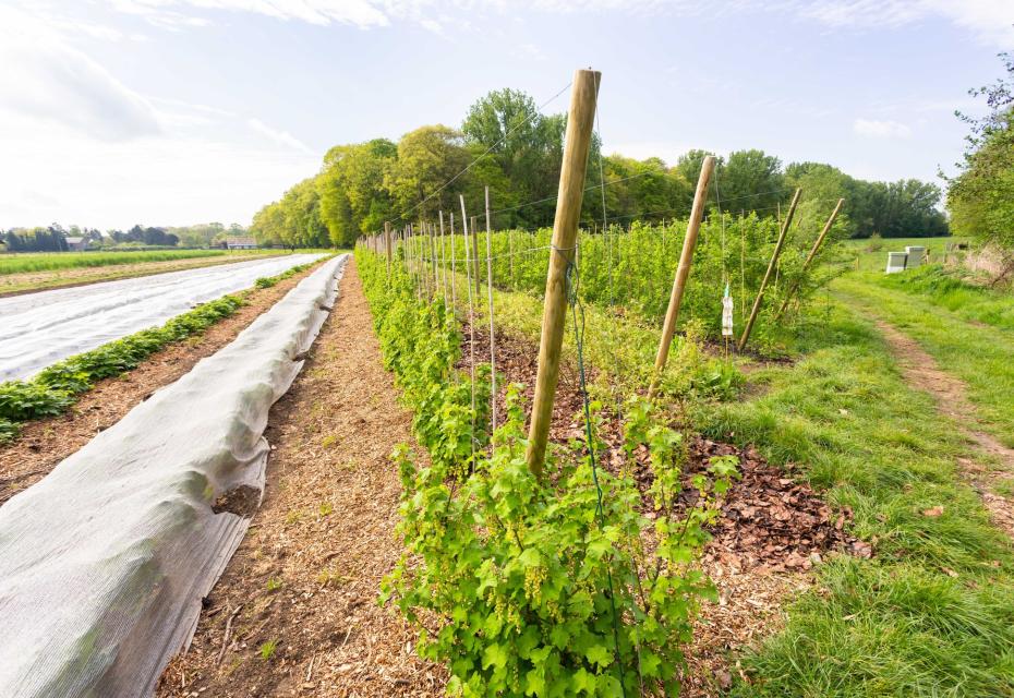 CSA-boerderij