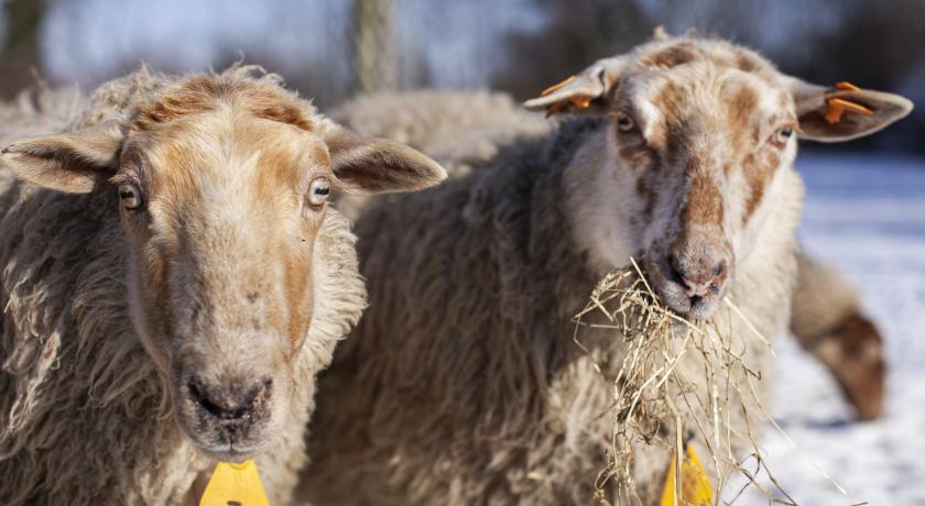 biologische schapen