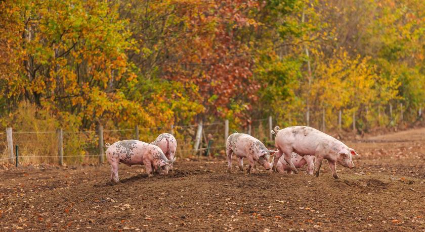 buitenloop varkens