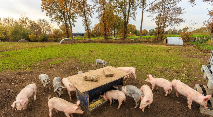 varkens voeden