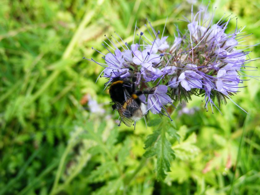 hommel