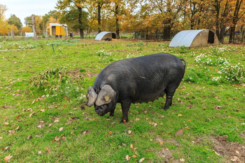 biovarken
