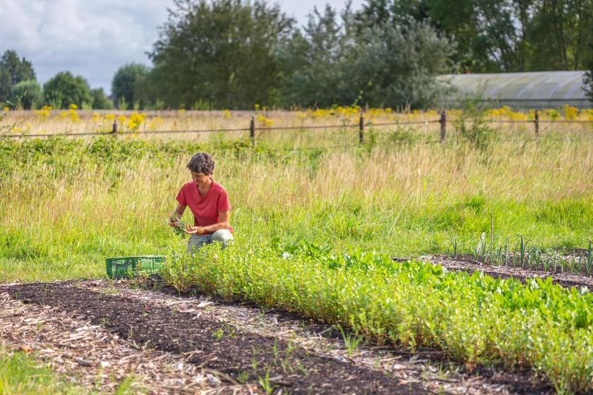 Bioboerin in veld
