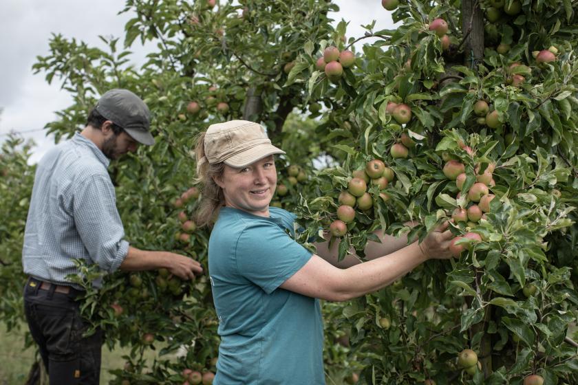 De fruittuin