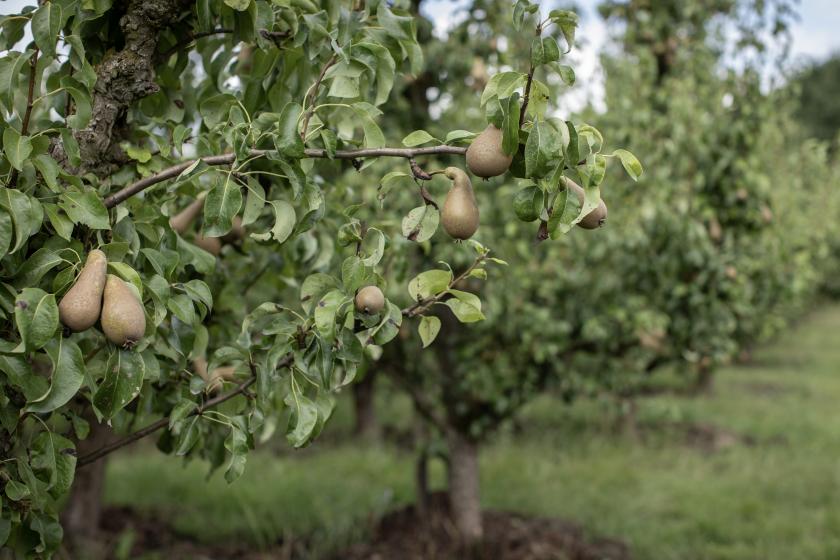 De Fruittuin