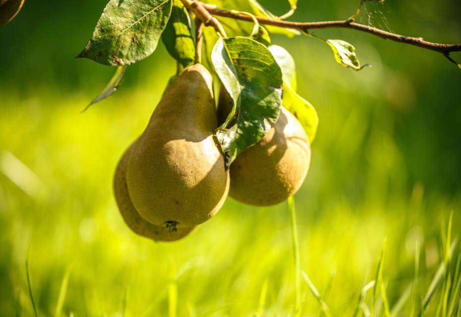 peren aan boom