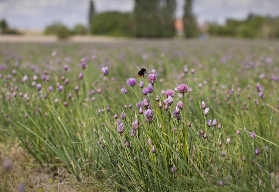 hommel