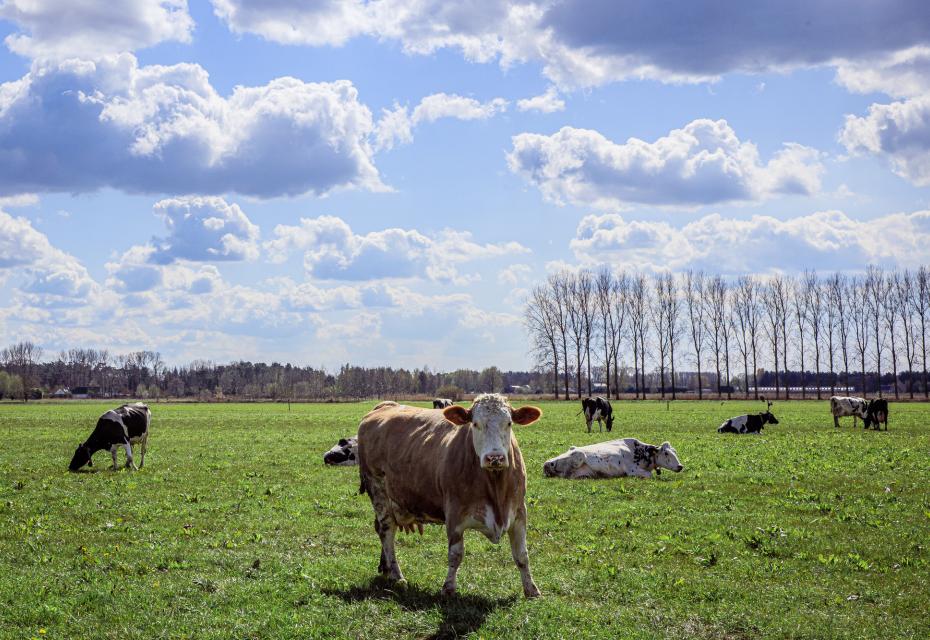 biologische melkkoe