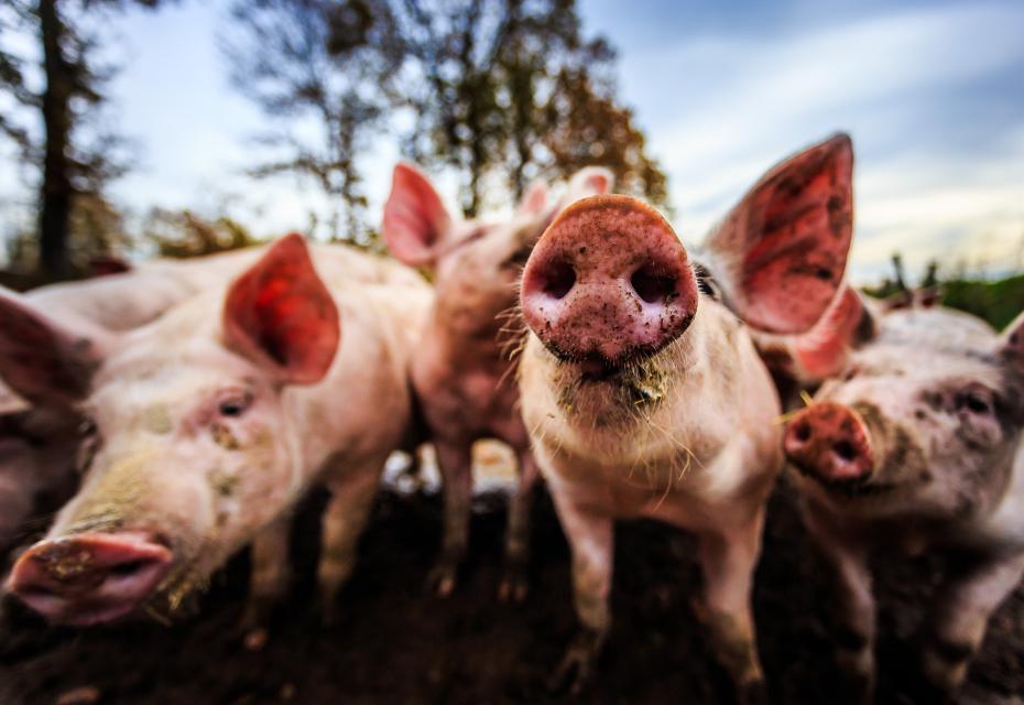biologische varkens in uitloop
