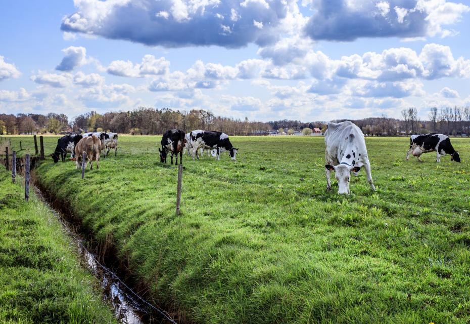 biologisch melkvee