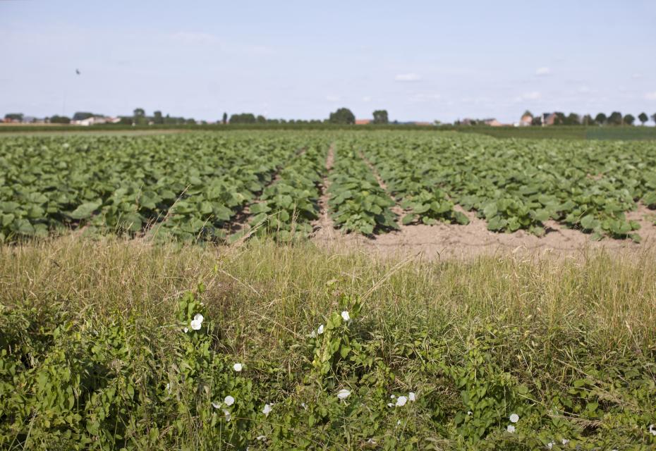 veld