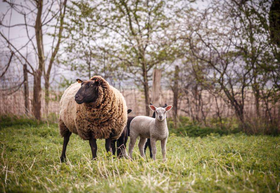 schaap