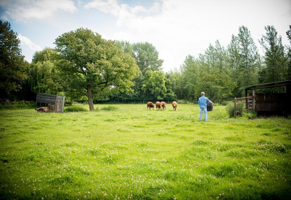 biologisch vee