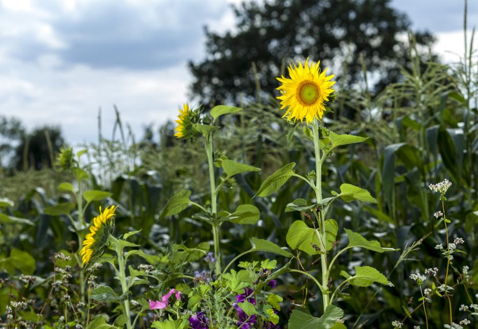 zonnebloem