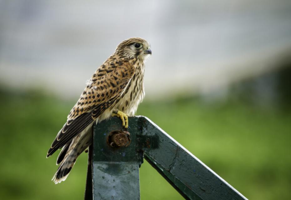 roofvogel