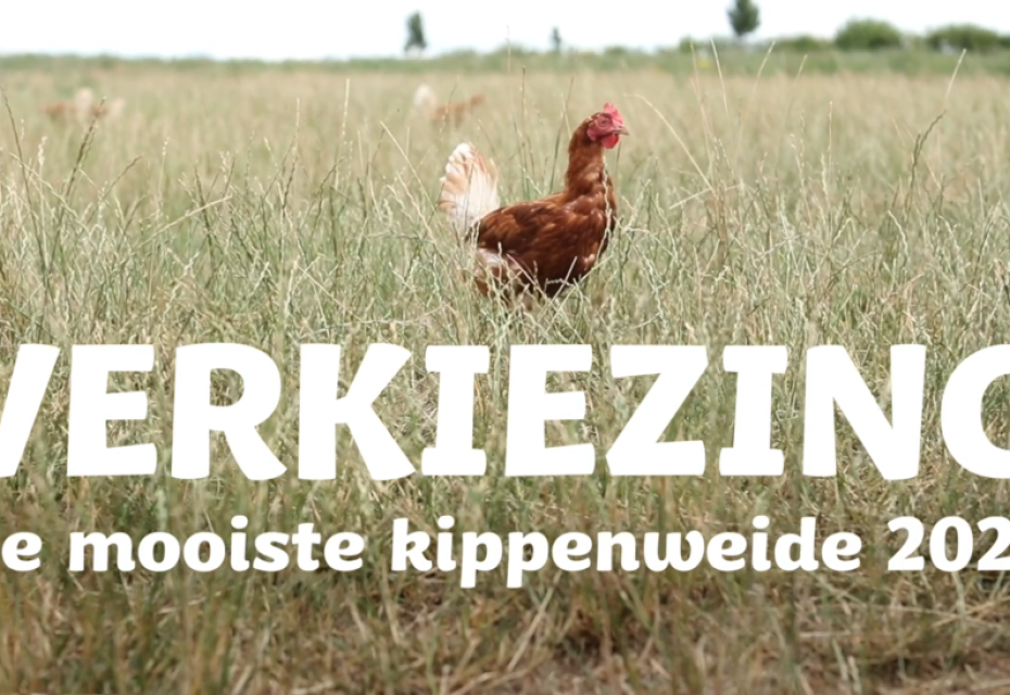 kippenverkiezing