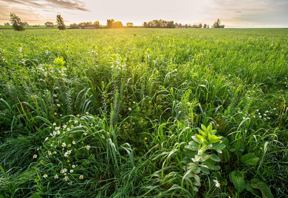 veld