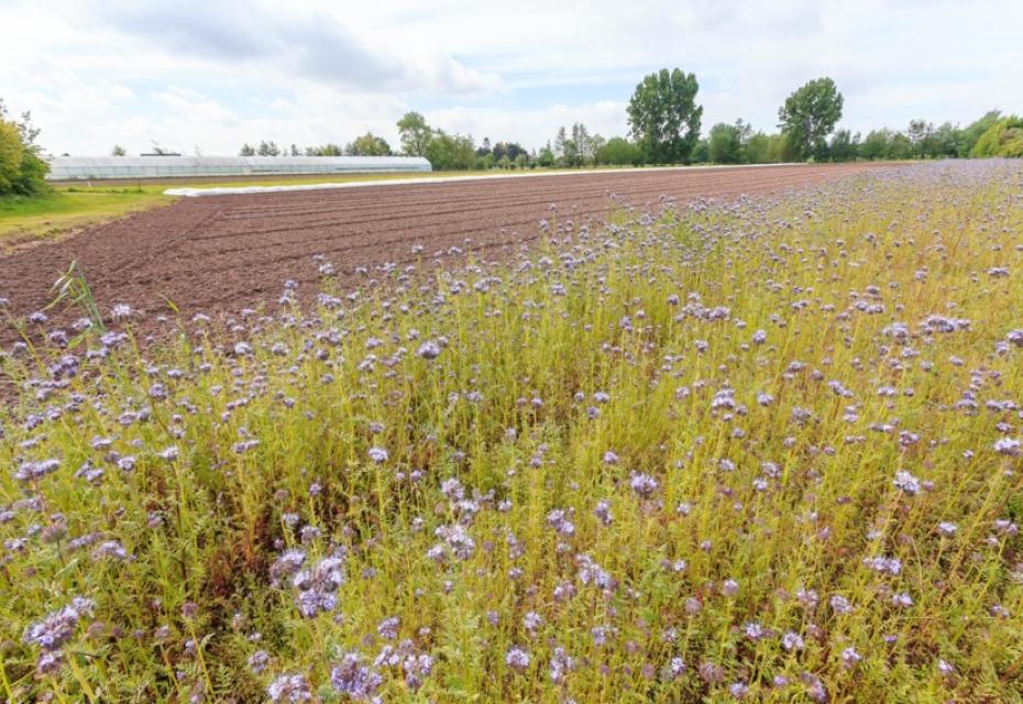 veld
