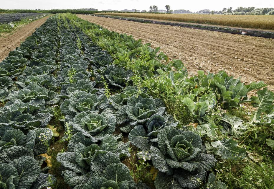 bioveld