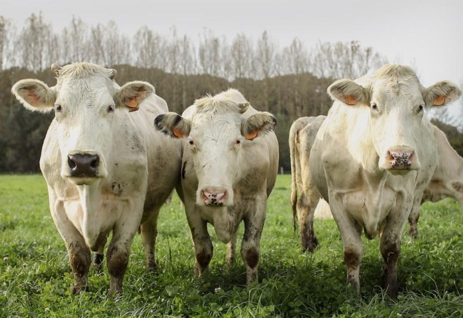 De mooiste koeienweide