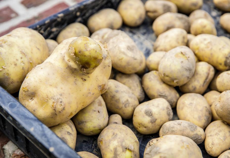 aardappel