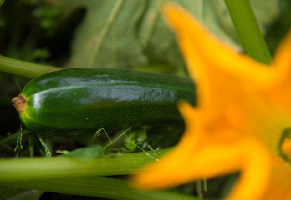 courgette