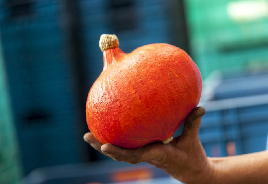 pompoen