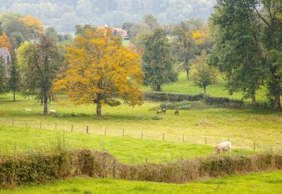 agroforestry