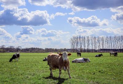 biologische melkkoe