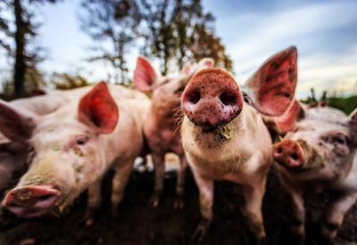 biologische varkens in uitloop