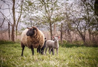 schaap