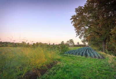 veld