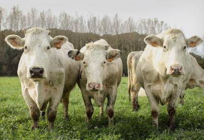 De mooiste koeienweide