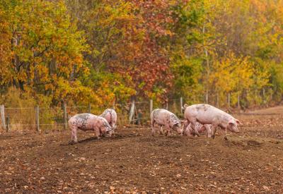 buitenloop varkens