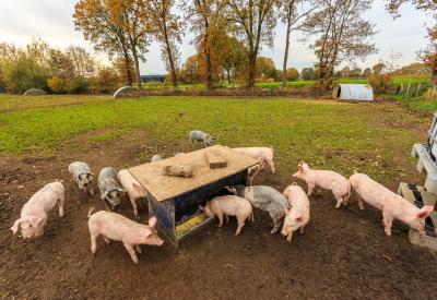 varkens voeden